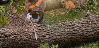 Best Tree Disease Treatment  in Cheviot, OH