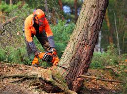 Trusted Cheviot, OH Tree Services Experts