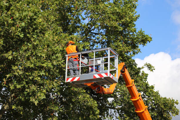 Best Hedge Trimming  in Cheviot, OH