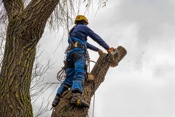 Best Emergency Tree Removal  in Cheviot, OH