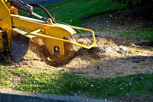 Best Root Management and Removal  in Cheviot, OH