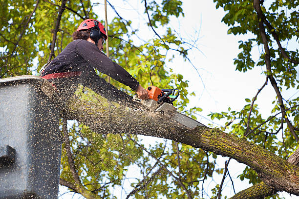 How Our Tree Care Process Works  in  Cheviot, OH